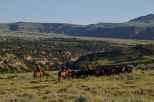 USA-Wyoming-Pryor Mountains Cattle Drives